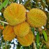 bibit durian montong thailand genjah hasil okulasi super mudah berbuah Serang