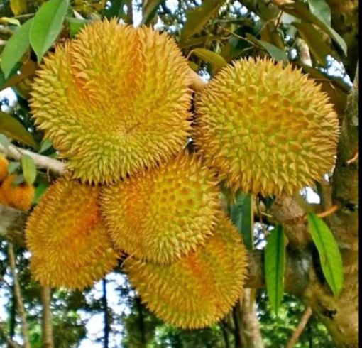 bibit durian montong thailand genjah hasil okulasi super mudah berbuah Serang