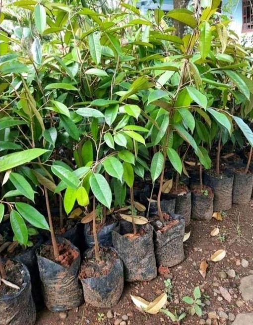 bibit durian montong thailand genjah hasil okulasi super mudah berbuah Padangpanjang