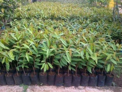bibit durian montong thailand genjah hasil okulasi super mudah berbuah Sumatra Barat