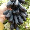 bibit buah anggur import moondrop asli valid Sulawesi Selatan