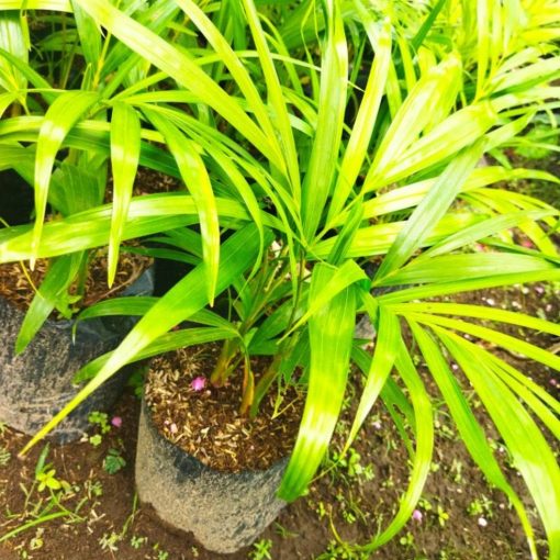 tanaman hias pohon palem Bogor