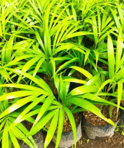 tanaman hias pohon palem Nusa Tenggara Timur