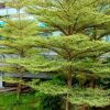 pohon ketapang kencana tanaman hias ketapang kencana Sumatra Utara