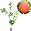 Bibit Tanaman Buah Persik 50cm Batu