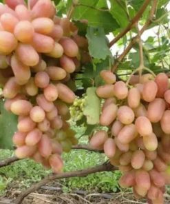 bibit buah anggur impor transfigurasi Sumatra Utara