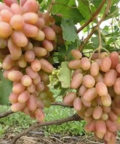 bibit buah anggur impor transfigurasi Bitung