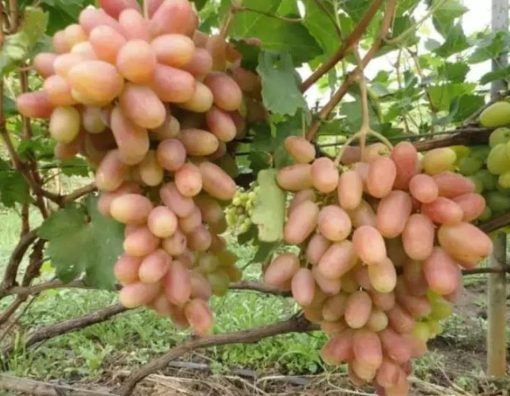 bibit buah anggur impor transfigurasi Bitung