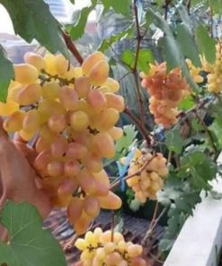 bibit buah anggur impor transfigurasi Sumatra Selatan