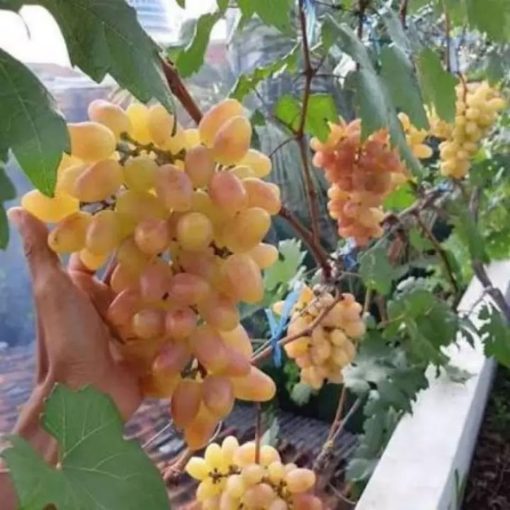 bibit buah anggur impor transfigurasi Kalimantan Tengah