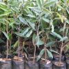 bibit durian montong hasil okulasi cepat berbuah Jakarta