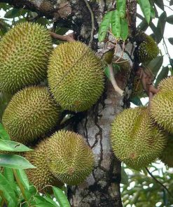 Bibit Tanaman Durian Musangking Kaki 3 Siap Berbuah Jawa Barat