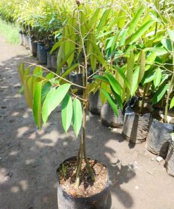 bibit tanaman durian musangking kaki 3 siap berbuah Jawa Timur