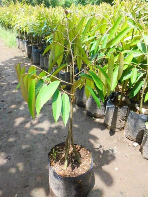 bibit tanaman durian musangking kaki 3 siap berbuah Jawa Timur