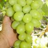 BIBIT ANGGUR YELLOW BELGIE YELLOW BELGIA SUPER KUALITAS Medan