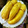 Bibit Durian Bawor KAKI TIGA Okulasi Kalimantan Timur