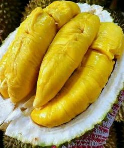 Bibit Durian Bawor KAKI TIGA Okulasi Kalimantan Timur