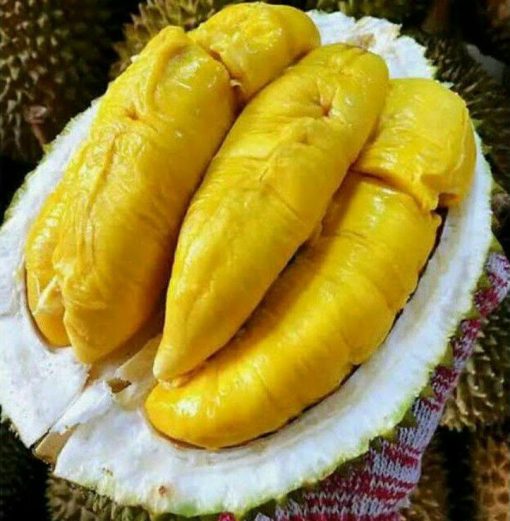 Bibit Durian Bawor KAKI TIGA Okulasi Kalimantan Timur