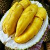 Bibit Durian Bawor KAKI TIGA Okulasi Maluku Utara