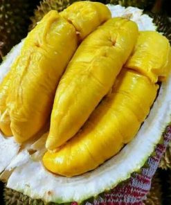 Bibit Durian Bawor KAKI TIGA Okulasi Kalimantan Utara