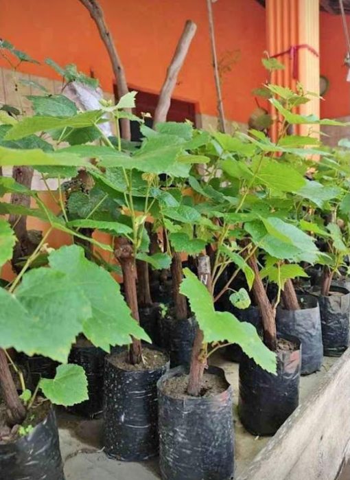 BIBIT ANGGUR IMPORT Banten