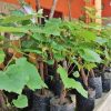 BIBIT ANGGUR IMPORT Aceh