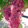 Bibit Anggur Import douvosky pink Garansi Valid 100 Banjarmasin