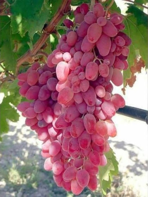 Bibit Anggur Import douvosky pink Garansi Valid 100 Banjarmasin
