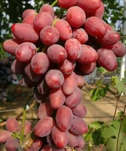 Bibit Anggur Import Taldun Hasil Grafting Jambi