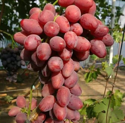 Bibit Anggur Import Taldun Hasil Grafting Riau