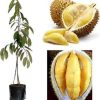 c4ri bibit pohon durian bawor 3 kaki tinggi 1 meter up kondisi siap Kepulauan Riau