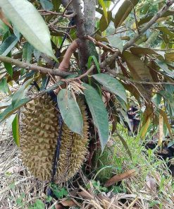 bibit durian musangking 1 meter Banda Aceh