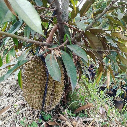 bibit durian musangking 1 meter Banda Aceh