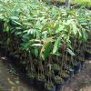 bibit durian bawor kaki 3 Tangerang
