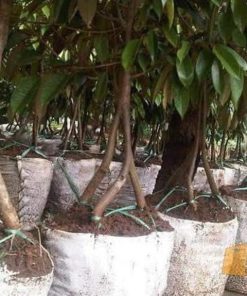 bibit tanaman buah durian montong kaki tiga Jawa Timur