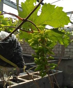 Anggur import berkualitas jenis ninel valid Gorontalo