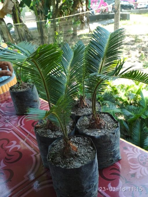 bibit tanaman pohon palem sikas tanaman hias mawar jambe tanaman hidup pohon palm sikas Magelang