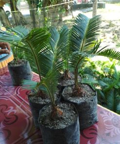 bibit tanaman pohon palem sikas tanaman hias mawar jambe tanaman hidup pohon palm sikas Jambi