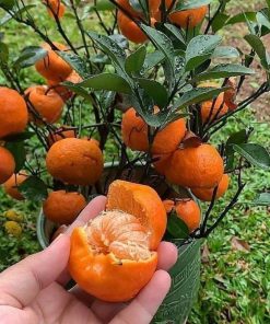 Bibit jeruk santang sudah berbuah terlaris Bali