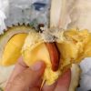 bibit durian Musang king okulasi super Kotamobagu