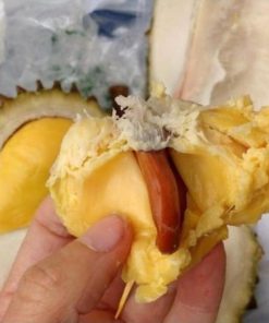 bibit durian Musang king okulasi super Kotamobagu