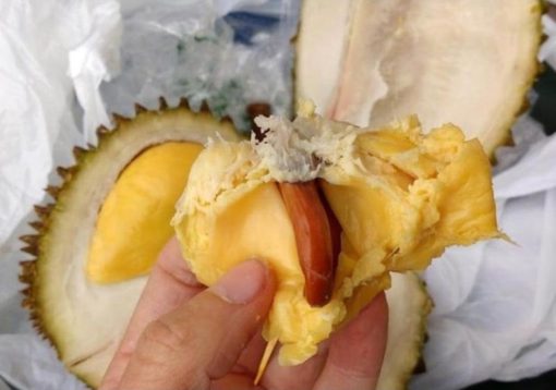 bibit durian Musang king okulasi super Kotamobagu