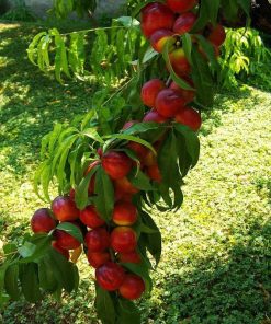 Promo Bibit buah persik bibit tanaman buah persik DELIFMART Sumatra Barat