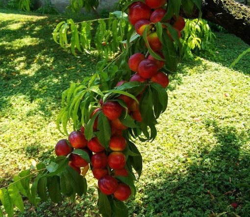 Promo Bibit buah persik bibit tanaman buah persik DELIFMART Sumatra Barat