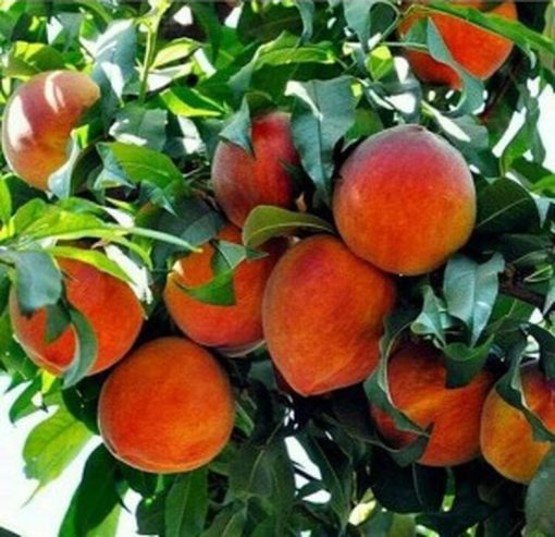 Promo Bibit buah persik bibit tanaman buah persik DELIFMART Surakarta