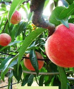 Promo Bibit buah persik bibit tanaman buah persik DELIFMART Padang