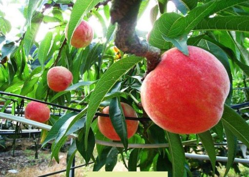 Promo Bibit buah persik bibit tanaman buah persik DELIFMART Padang