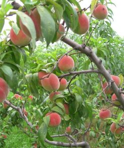 Promo Bibit buah persik bibit tanaman buah persik DELIFMART Kepulauan Riau