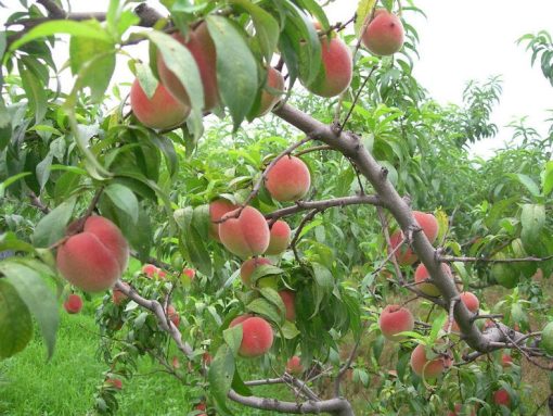 Promo Bibit buah persik bibit tanaman buah persik DELIFMART Kepulauan Riau