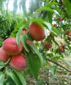 Promo Bibit buah persik bibit tanaman buah persik DELIFMART Lampung